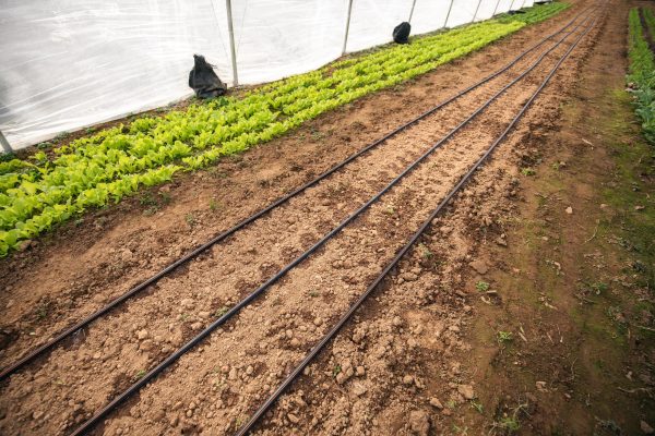 Drip Irrigation For Cheap